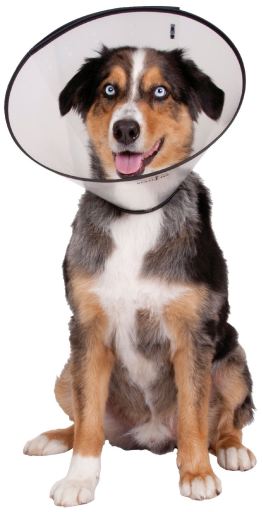 Collare Elisabettiano Cane KVP Saf-T-Clear Trasparente 30-76 cm Senso.it | Boutique Online